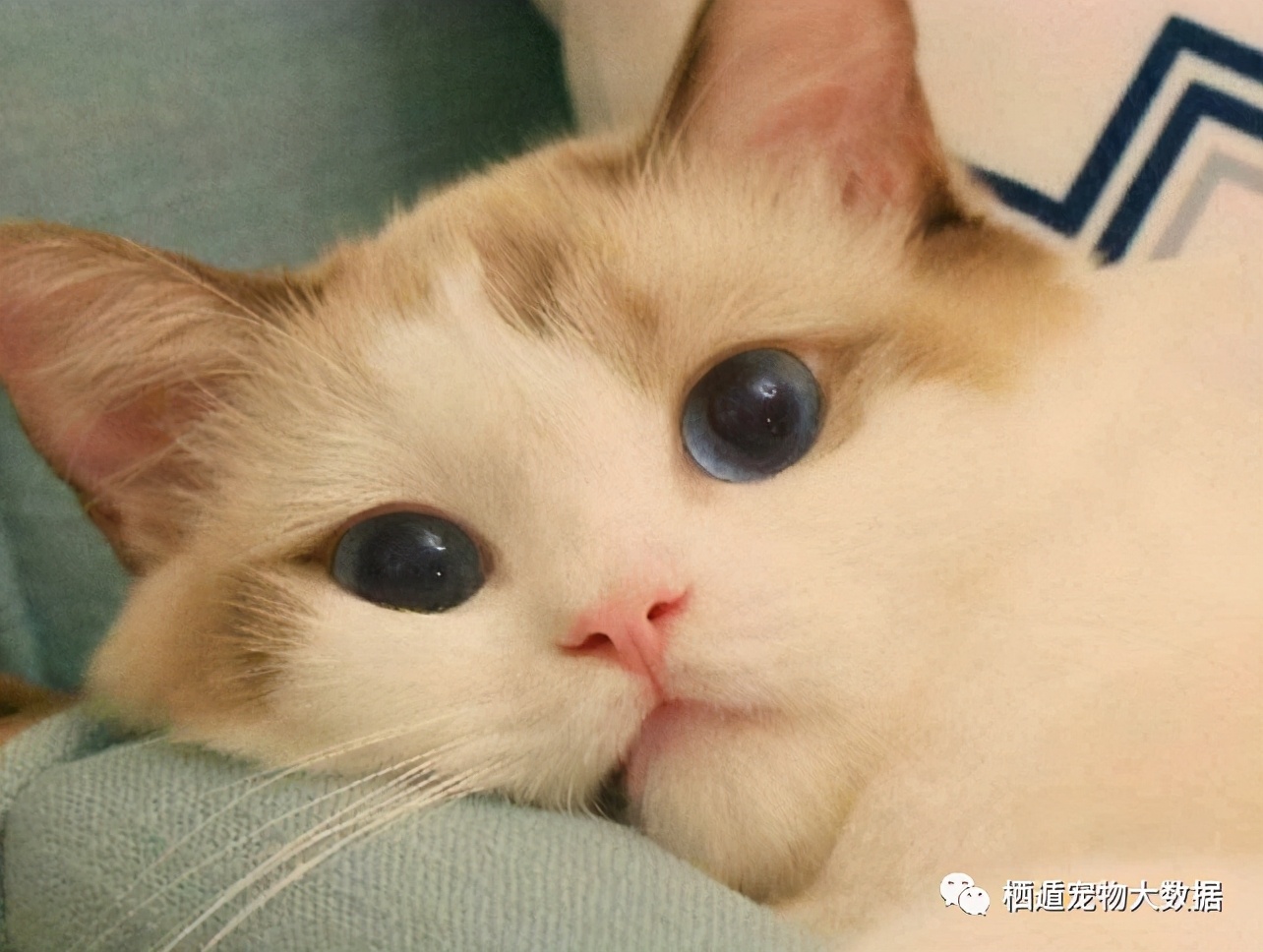 抚摸自己的猫咪被抓伤,摸猫咪的时候猫咪咬人可以打吗