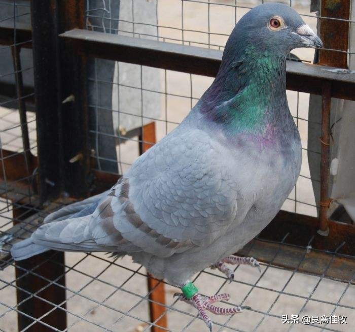 鸽子的头歪了怎么办,鸽子歪脖用什么药治好得快