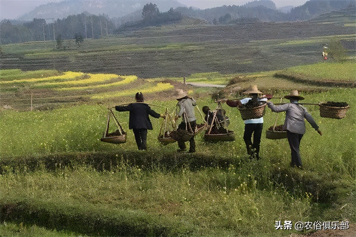 吞了烟袋油的蛇，离死不远！农村人的防蛇妙招，烟油还能解百虫？