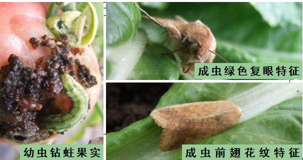 西红柿转色慢怎么解决,西红柿转色的最佳温度