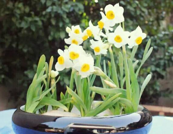 盆栽水仙花开花期间怎么养,水仙花开完了要怎么处理