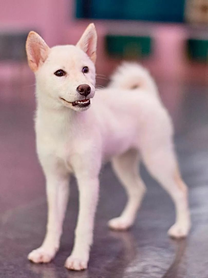 2019宠物排名,2022宠物排行榜