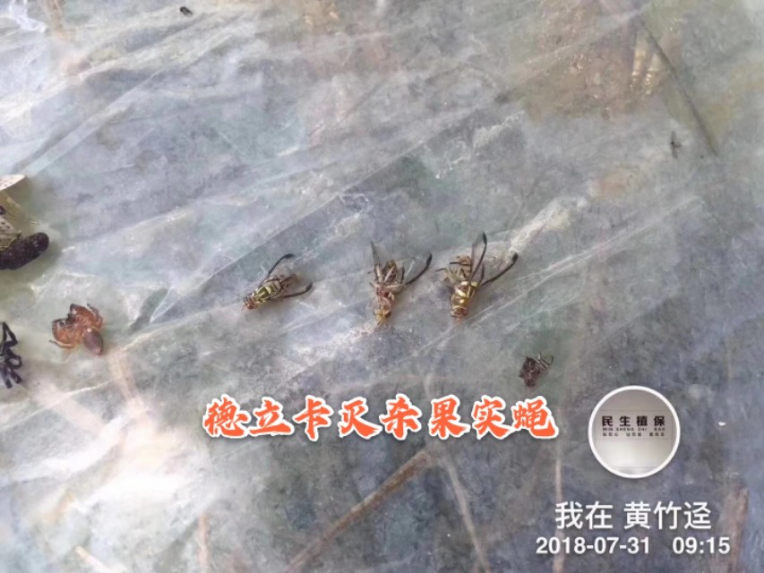 柑橘落果严重用什么药防治,柑橘幼果怎么防止落果