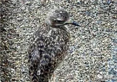 90后童年回忆布谷鸟叫,90后捕鸟