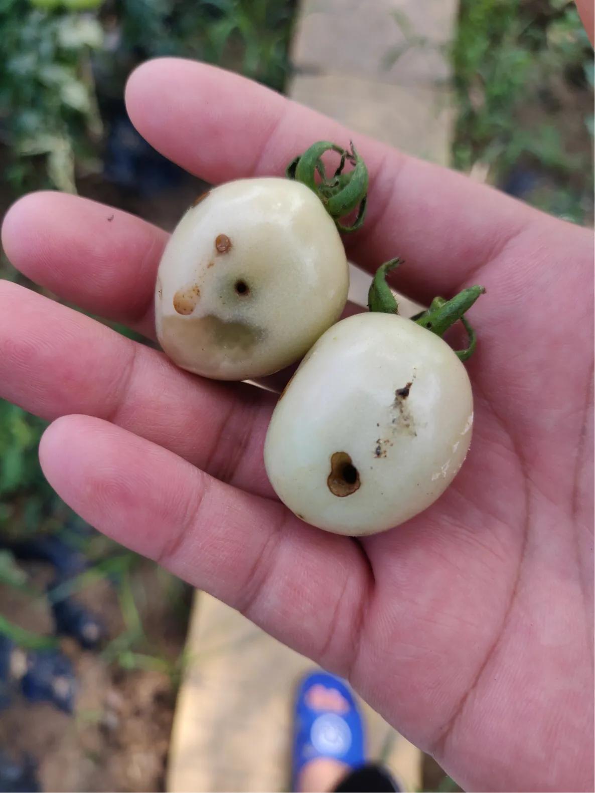 番茄虫蛀防治,烟青虫最怕什么药