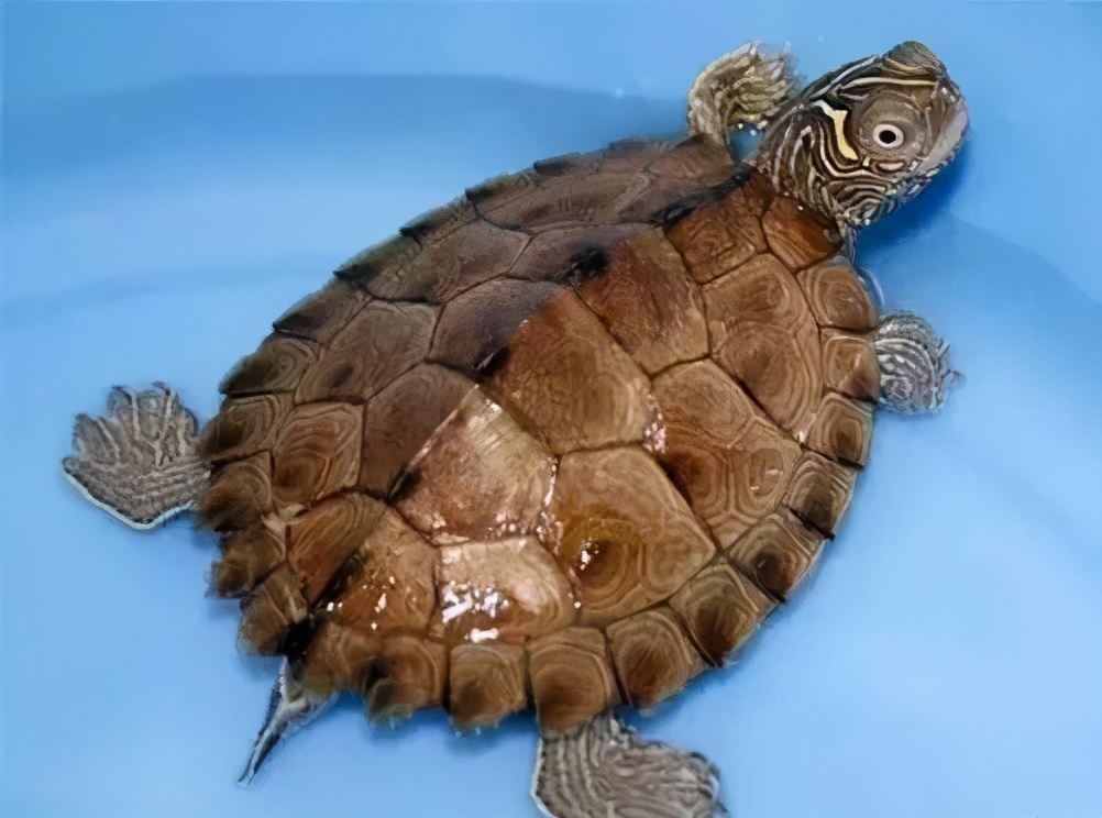 龟类纪录片,龟类图片