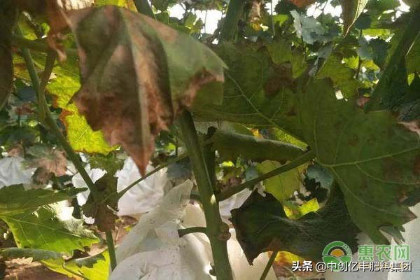 葡萄叶干枯怎么治疗,葡萄叶片焦枯发生原因及防治
