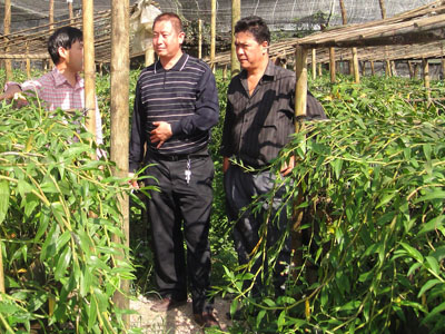 石斛的种植方法及繁殖方法,尖唇石斛如何种