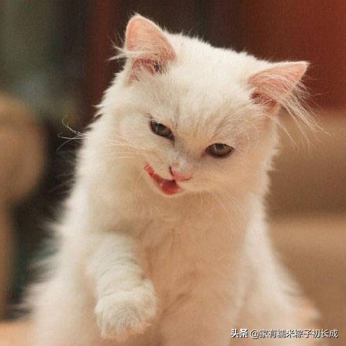 猫咪绝育之后反而乱尿怎么办,主人不在家猫咪乱拉乱尿什么原因