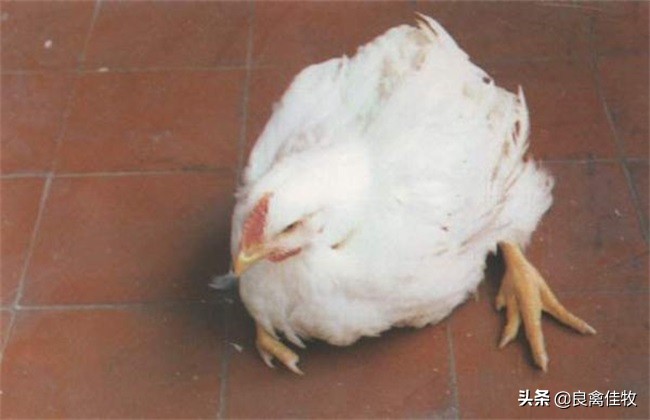 你养的鸡为啥老生病,小鸡养着养着就站不稳了