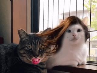 行走的蒲公英猫咪照片,行走的蒲公英猫品种