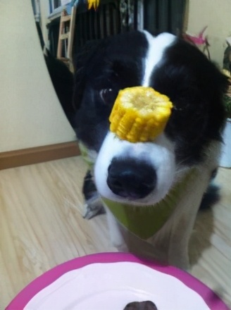 公认最贪吃的五种狗狗,什么宠物狗最挑食吃狗粮