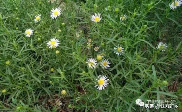 新乡故事：你是不是傻傻地把这些花都叫做野菊花？