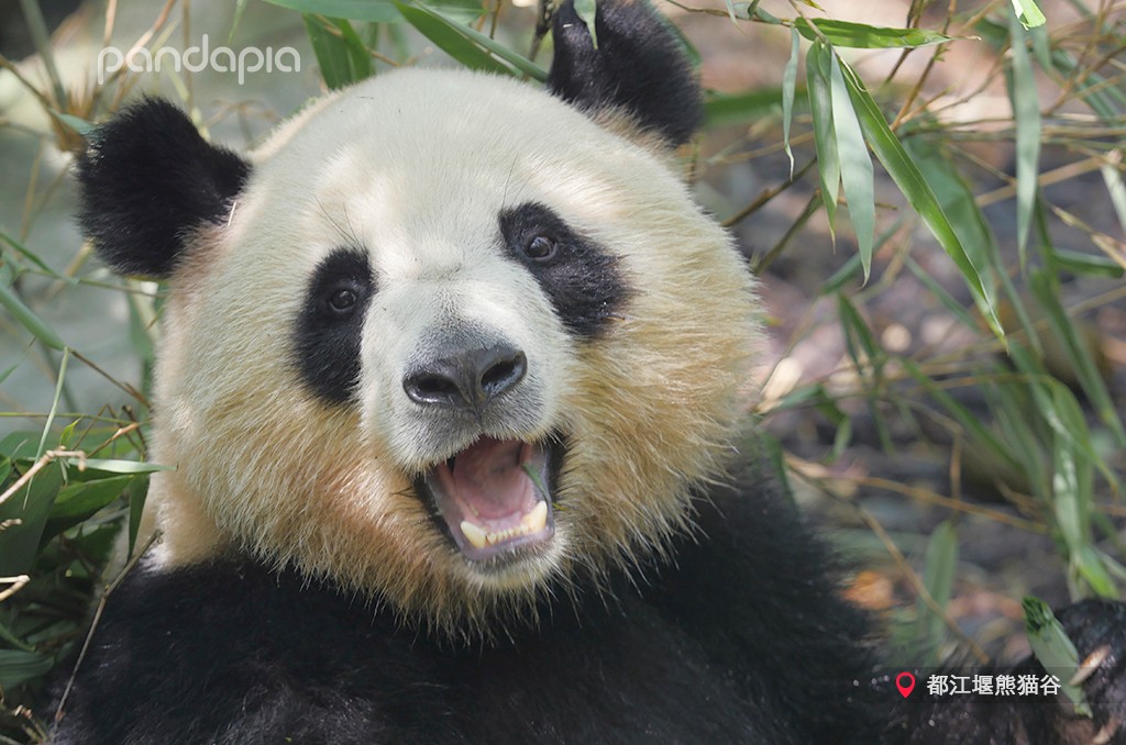 熊猫儿本人照片,熊猫儿图片