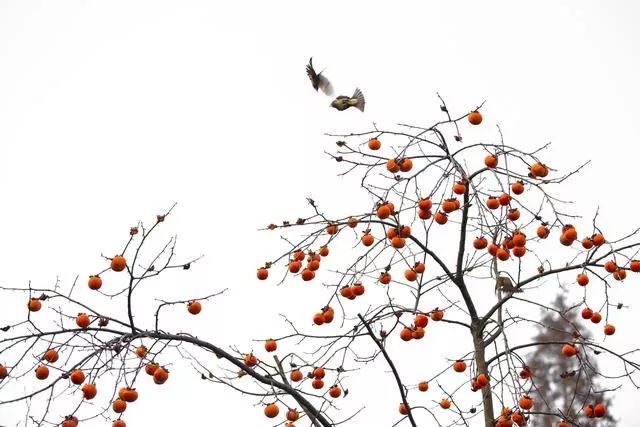 广东真的没有秋天凉吗,广东是没有秋天的吗文案