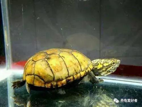 蛋龟是海龟吗,蛋龟是巴西龟吗