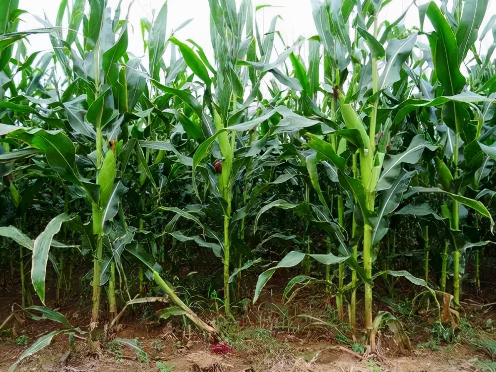 河北保定杀人案吴建臣,吴建臣连环杀人案件侦破纪实