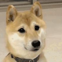 burberry风衣westminster,风衣burberry平替