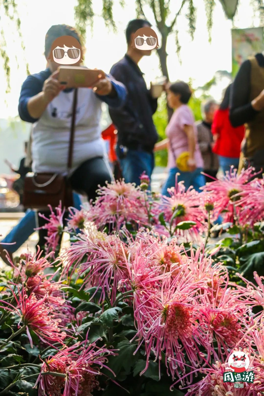 福州菊花展21年还有吗,福州西湖菊花展人山人海