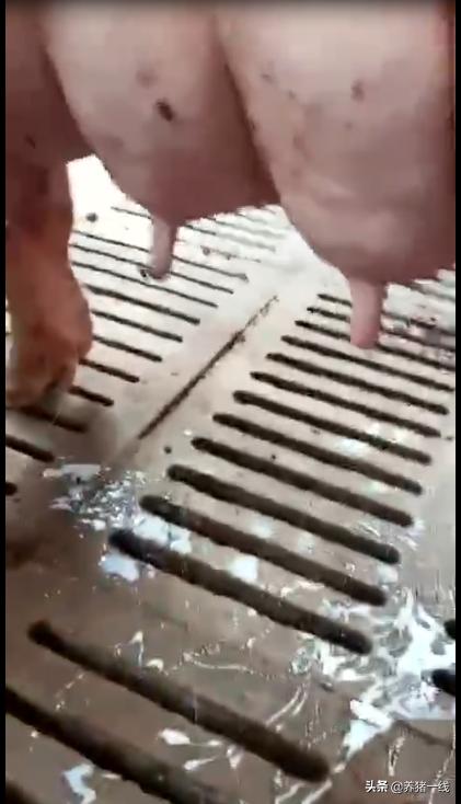 母猪产后无乳怎么办？母猪产后催奶的20个偏方