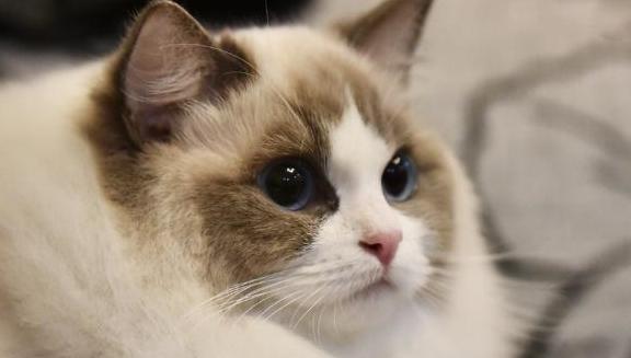 布偶猫如何喂养最好,布偶猫好养吗要怎么正确喂养它