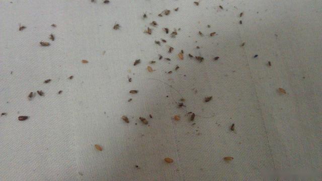 家里小飞虫最有效的小妙招,家里驱飞虫最有效的方法