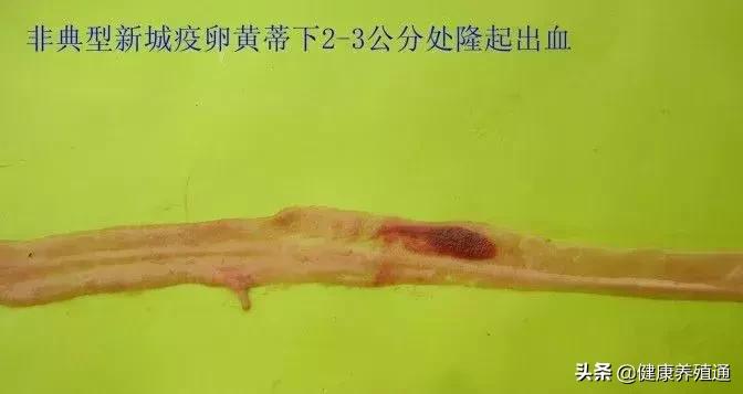 家禽疾病的常用诊断方式有哪些,家禽常见疾病及检测方法书籍