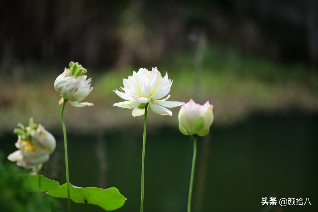 碗莲种藕生长到开花全过程,碗莲种藕到开花的过程