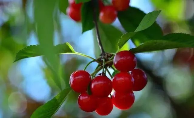 西安周边现在哪的樱桃成熟,西安摘樱桃好去处有哪些