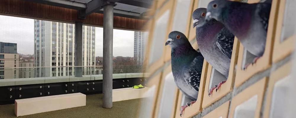 如何引进优秀的赛鸽,如何选拔优秀的鸽子