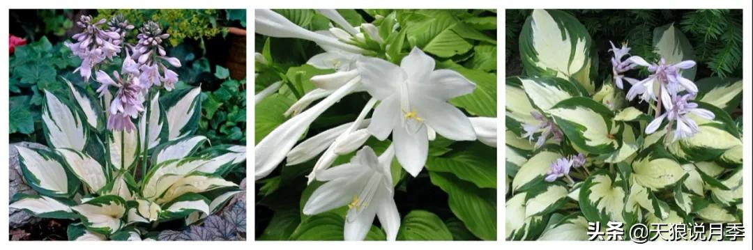 适合北阳台种的花园,采光差适合什么藤本月季