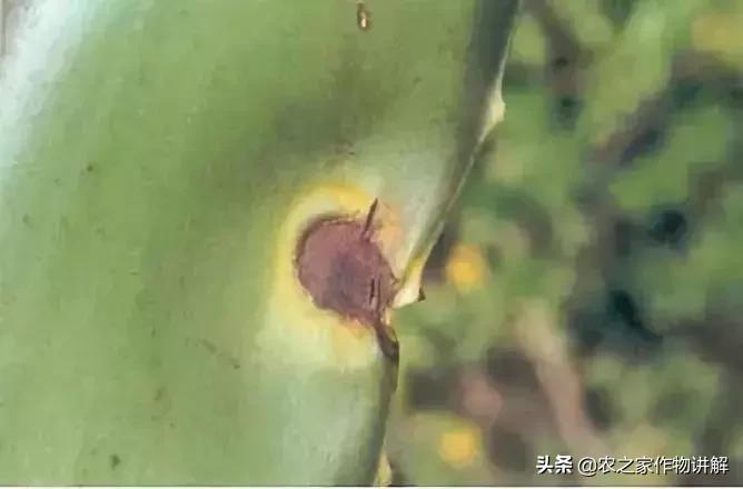 芦荟揭秘,关于芦荟的历史和现状研究报告