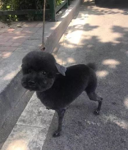 时尚前沿的“贵宾咩咩装”，到底是羊还是狗啊？