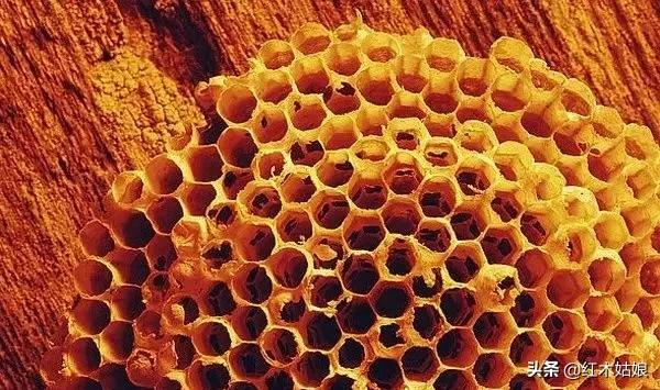 木蜡和蜂蜡的区别,木蜡油和蜂蜡有什么区别