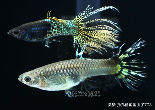 孔雀鱼100条,孔雀鱼20缸10条鱼