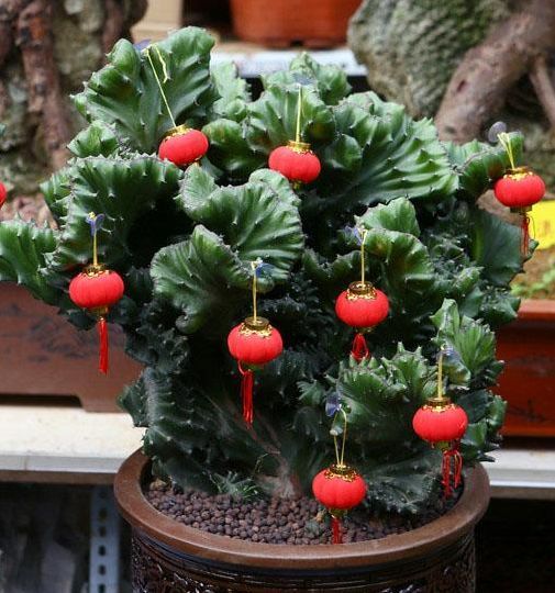 麒麟盆栽镇宅怎么摆放,镇宅盆栽玉麒麟