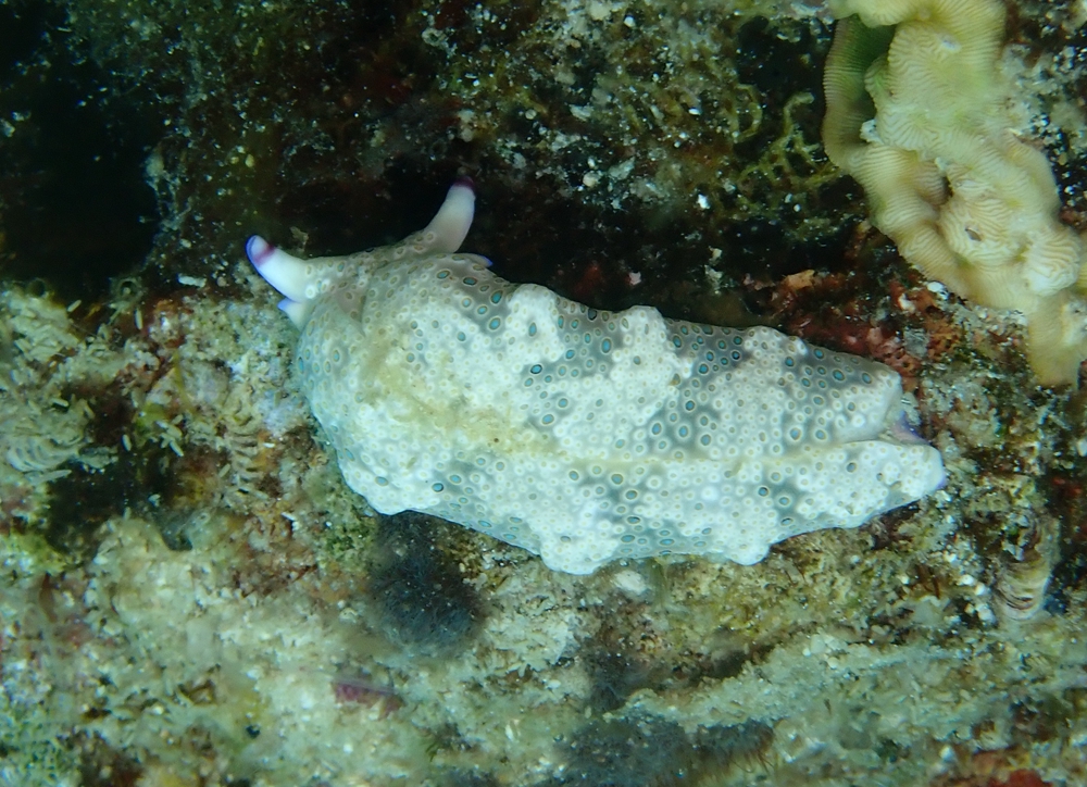 稀有海兔,最稀少的海兔