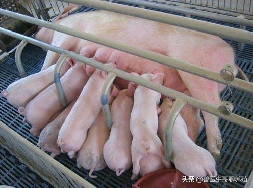 小猪细菌性拉稀和病毒性拉稀区分,小猪拉稀怎么治疗好得快