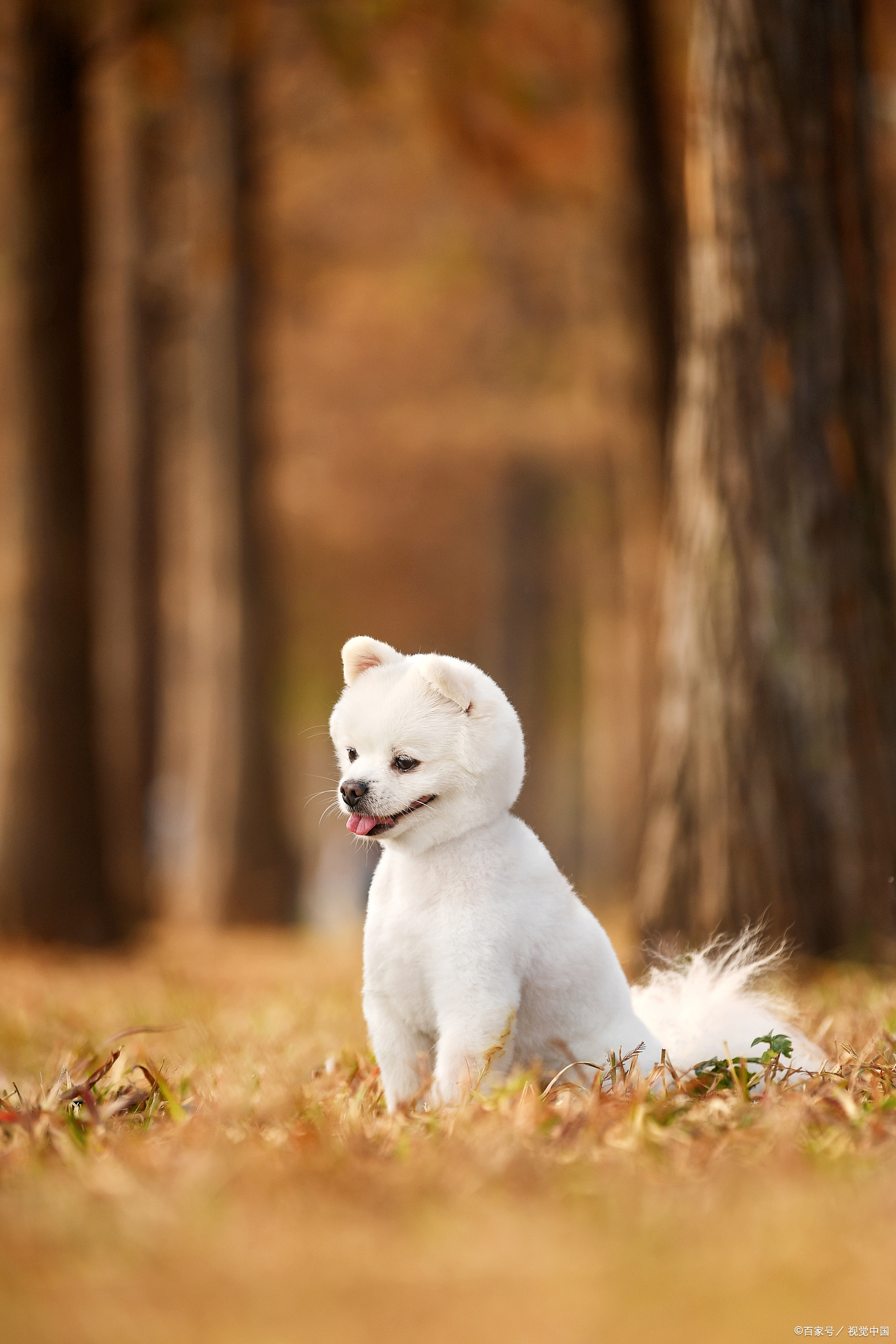 博美最便宜的价格是多少钱一只,大体博美价格多少一只