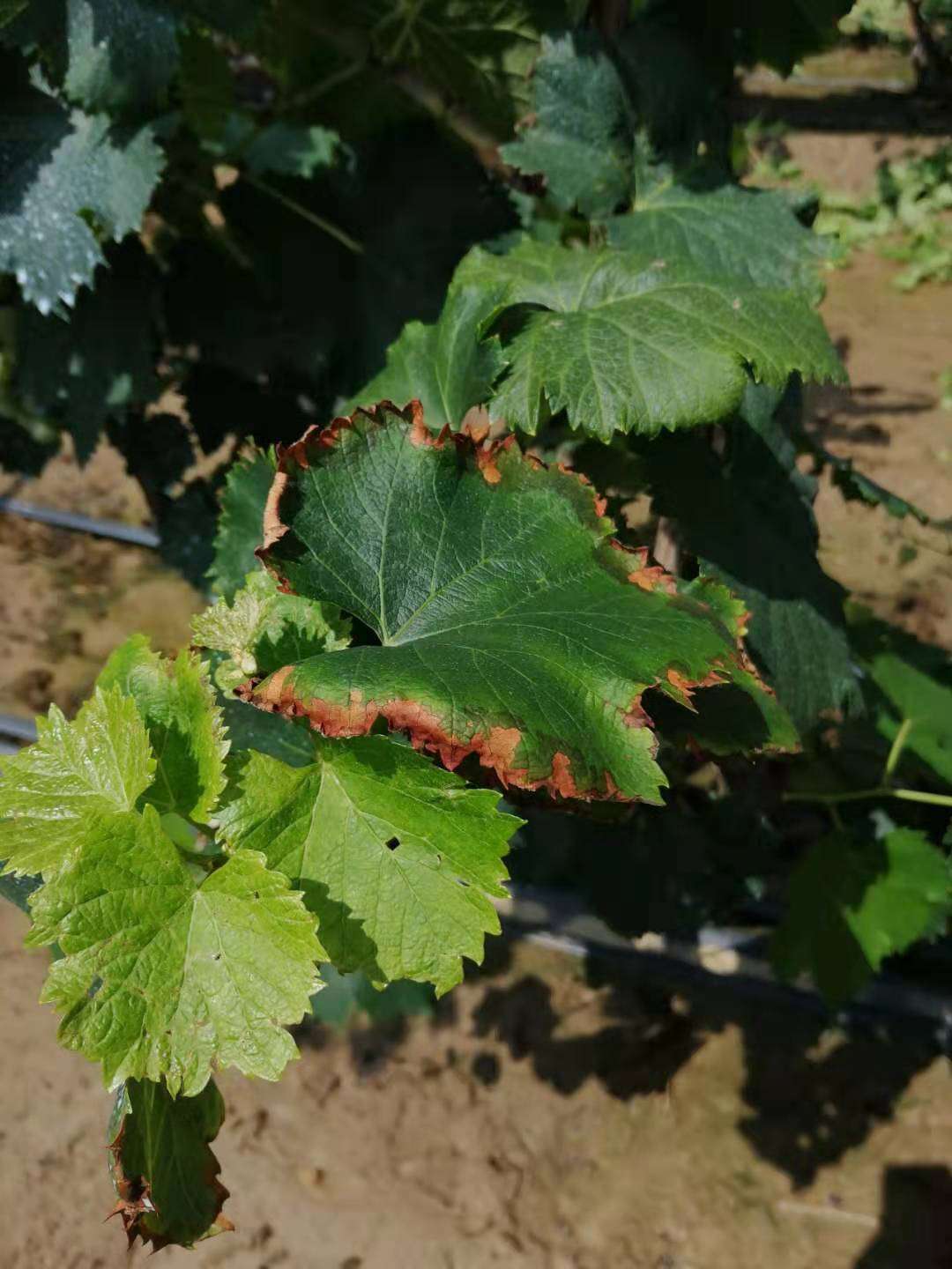 叶片边缘黄了怎么回事？缺钾？肥害？