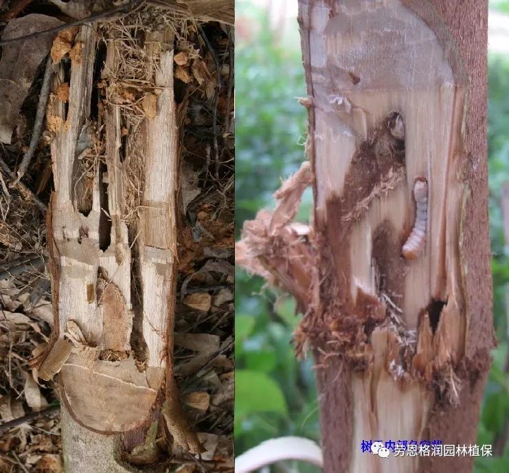 各类植物害虫的防治方法,园林蛀干害虫防治方法
