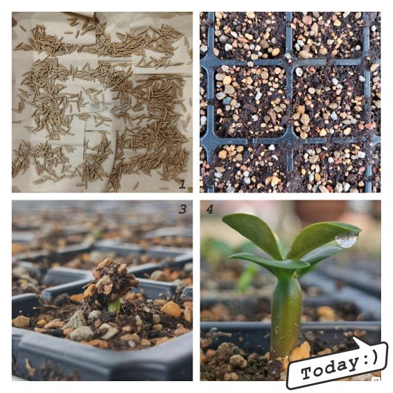 沙漠玫瑰肚子软怎么补救,沙漠玫瑰为什么肚子越养越小