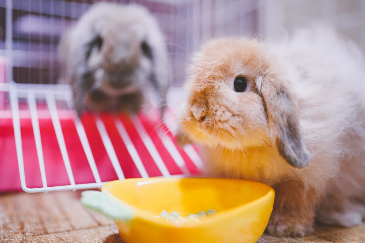 家兔吃什么饲料好养殖,家兔需要喂水吗
