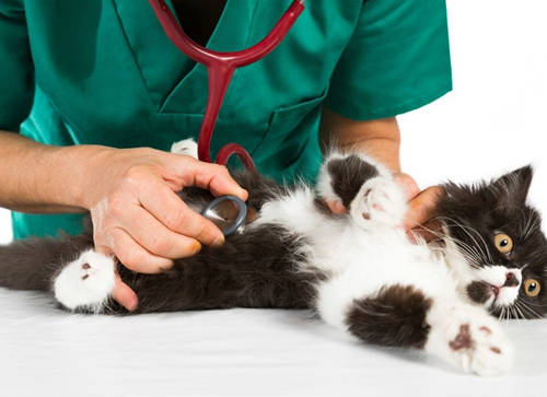 猫咪蹲坑没拉东西又去蹲是为什么,猫老是蹲坑但拉不出来是怎么回事