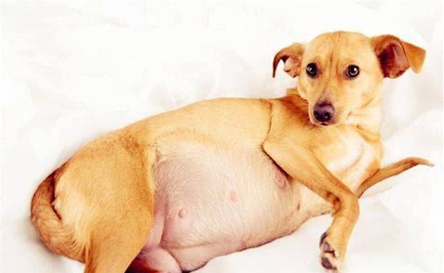 您的爱宠得了假孕怎么办?了解其病理,不用再送去宠物医院送钱