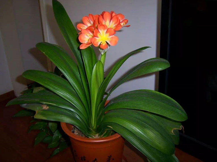 君子兰寓意,君子兰怎么辨别烂根