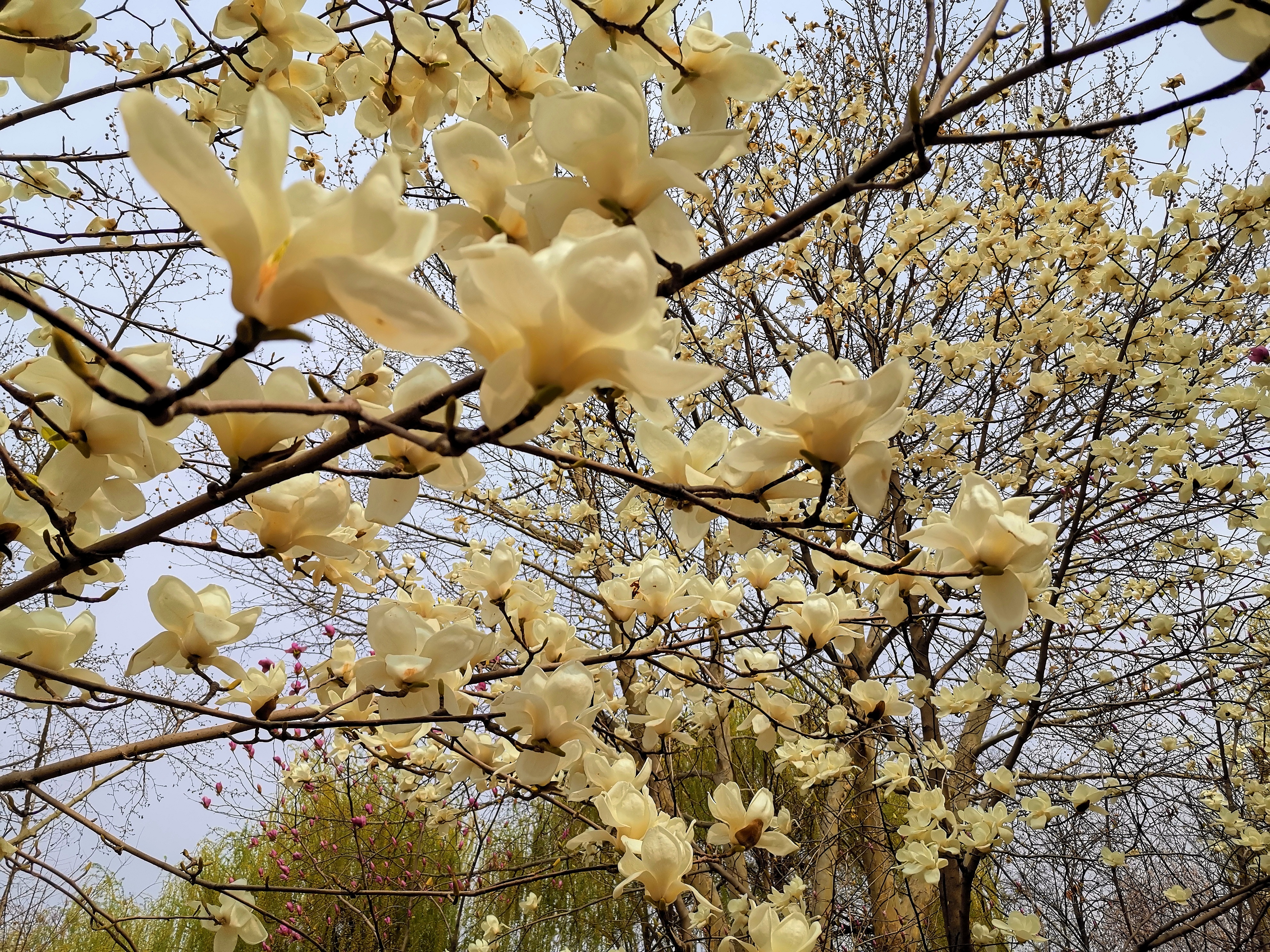 石家庄世纪公园的荷花已开过,石家庄世纪公园花