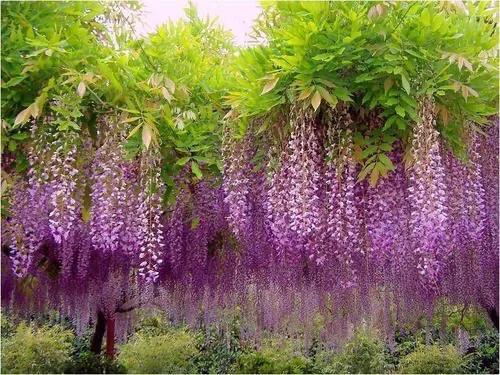 精品紫藤品种,名藤花卉紫藤