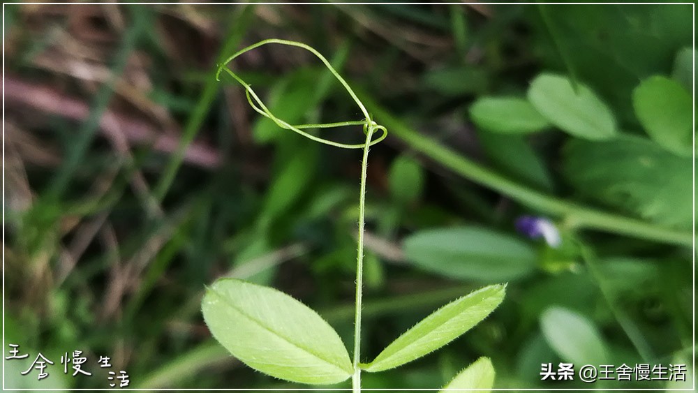 不要看不起农村,不要看不起耕田的人