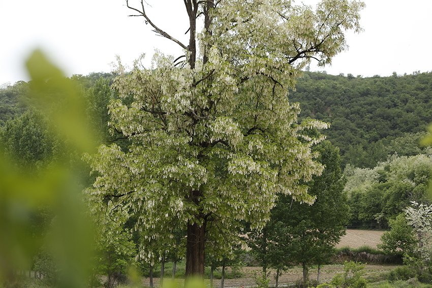 百花蜜和槐花蜜哪个营养价值更高,槐花蜜和百花蜂蜜的区别